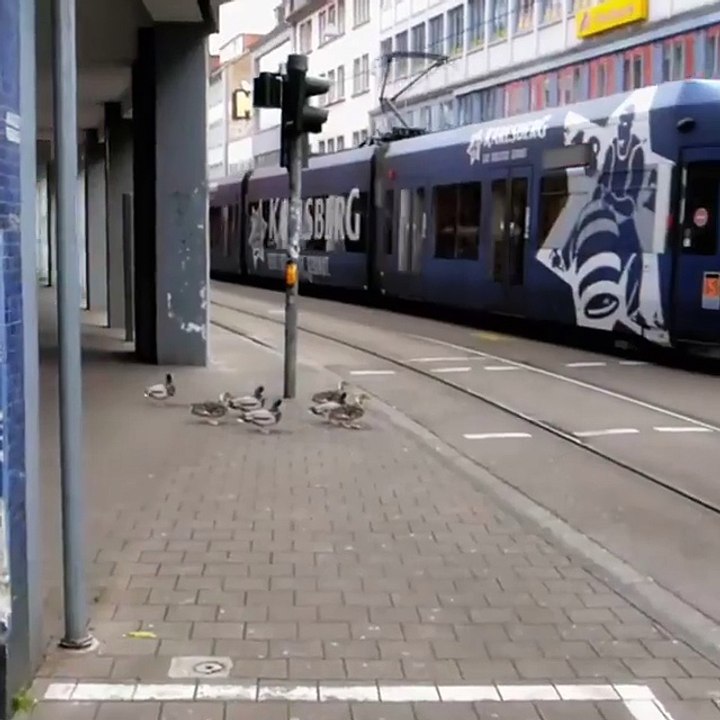Ducks Obey the Traffic Signal in London...!!!Really Amazing...!!!!