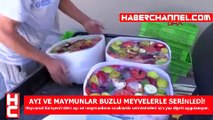 AYI VE MAYMUNLAR BUZLU MEYVELERLE SERİNLEDİ!