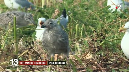 Chemins de traverse : à la découverte du Fort-Cigogne