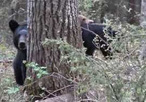 Hunter Captures Video of Mother Black Bear, Then She Charges Him