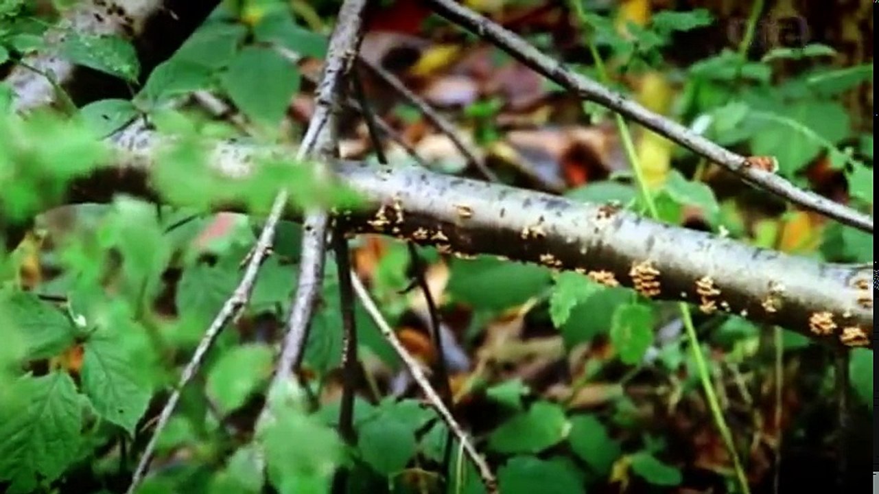 Killing Spree S01 - Ep01 Suffolk Strangler HD Watch