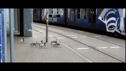 Animals are more discipline than man