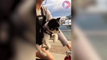 Chorar a rir este cão ajuda a dona a pedalar QueMoca