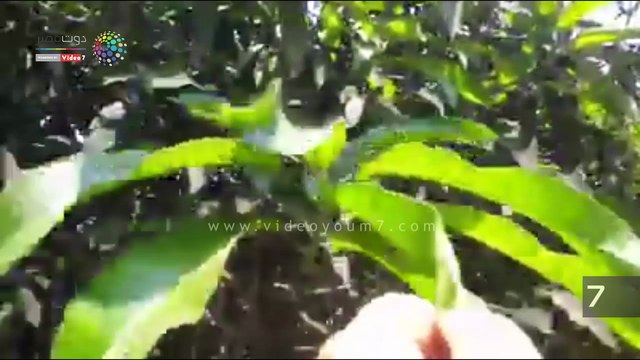 العفن الهبابى لأشجار المانجو بالإسماعيلية عرض مستمر للعام الثالث على التوالي