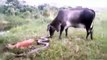 ANGRY Cow Protect Her Baby From Python Best Wild Animal Discovery 2018
