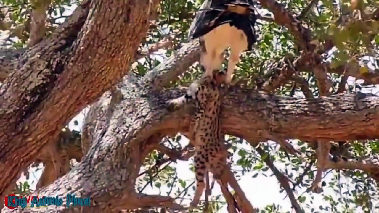 Amazing Lion vs Giant Python Leopard Knock Eagle Save Baby Fail Crocodile vs Otter