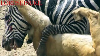 Amazing Zebra Fight Back Lion In Serious Injured Battle The Best Amazing Wild Animal 2018