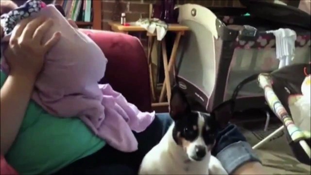 Ce pauvre chien va detester les bébés pour le restant de ses jours