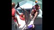 Un dauphin saute dans le bateau de touristes