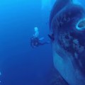 Des plongeurs rencontrent un Mola Mola (Sunfish)  géant... Impressionnant