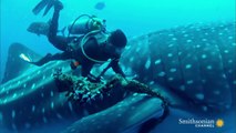 Ce requin-baleine piégé dans un filet vient demander de l'aide à un plongeur