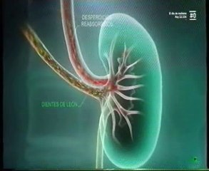 Diuretico natural: Dientes de leon