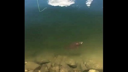 Colors on this fish are unreal - Cutthroat trout