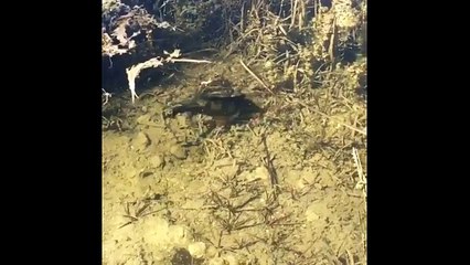Beautiful Colorful Fish - Peacock Bass