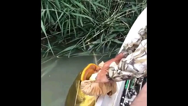 Giant albino wels catfish.