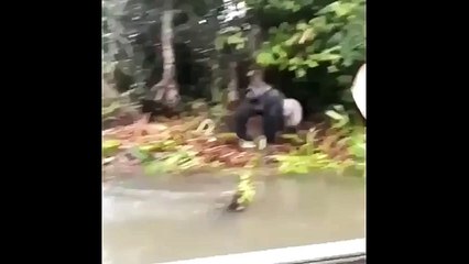 The Monkey Says: Get Out of Here, No Fishing Here