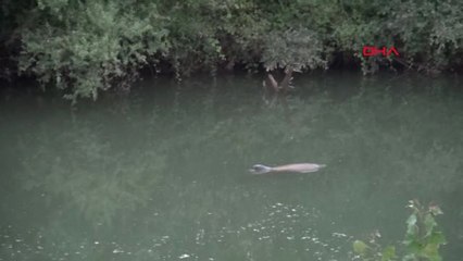 Bartın Yunusu Denize Ulaştırmak İçin Uzman Veteriner Geldi