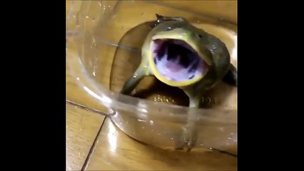 Cute or Scary Frog?