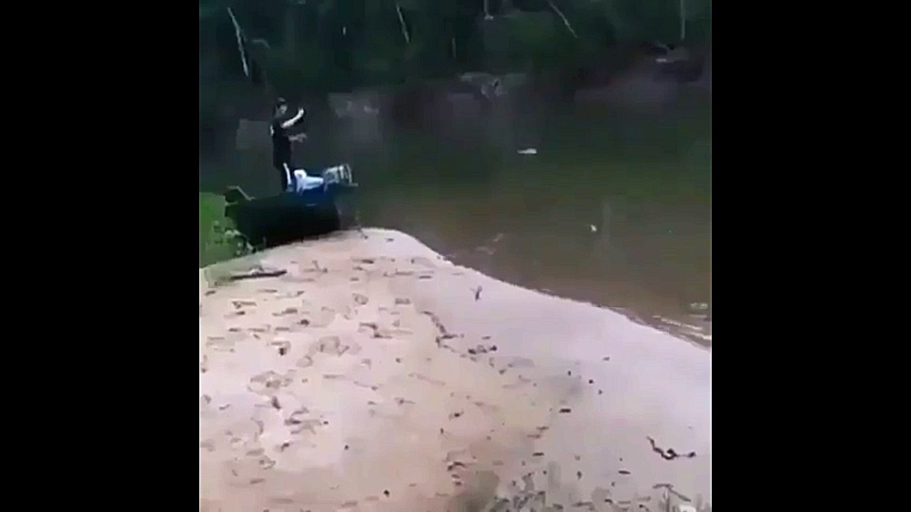 Crocodile Stealing the Catch.