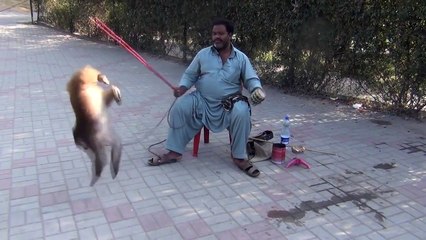 Comedy drama monkey dance || haryana gana || new Dance 2018 || by INDIAN COMEDY