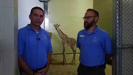 7-8-18, 12-45 p.m. Penny Update Cheyenne Mountain Zoo
