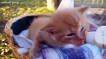 Cute Kittens And Puppies Bottle Feeding Compilation