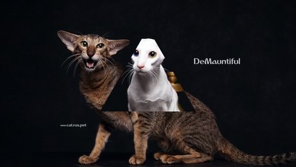 Питомник Кошек DeMauntiful