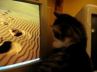 Le chat et la souris