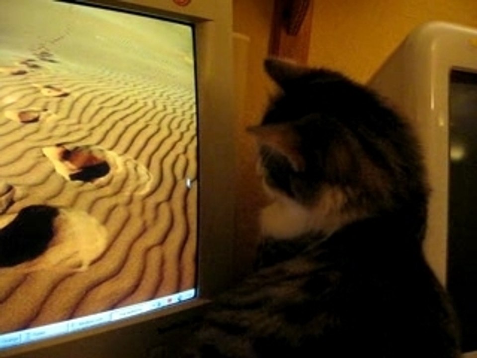 Le chat et la souris