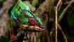 Nat Geo Wild Documentary - Amazing Species Hidden Deep in Jungle  Part 1