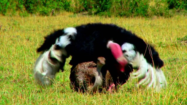 Strange Creatures Series 1 02of13 Winged Wonders