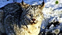 This Canadian Lynx Is Twice The Size Of A Cat  Now Watch His Reaction When A Trainer Goes To Pet Him