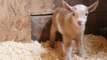 Newborn Goat Makes Friends With Farm Kittens