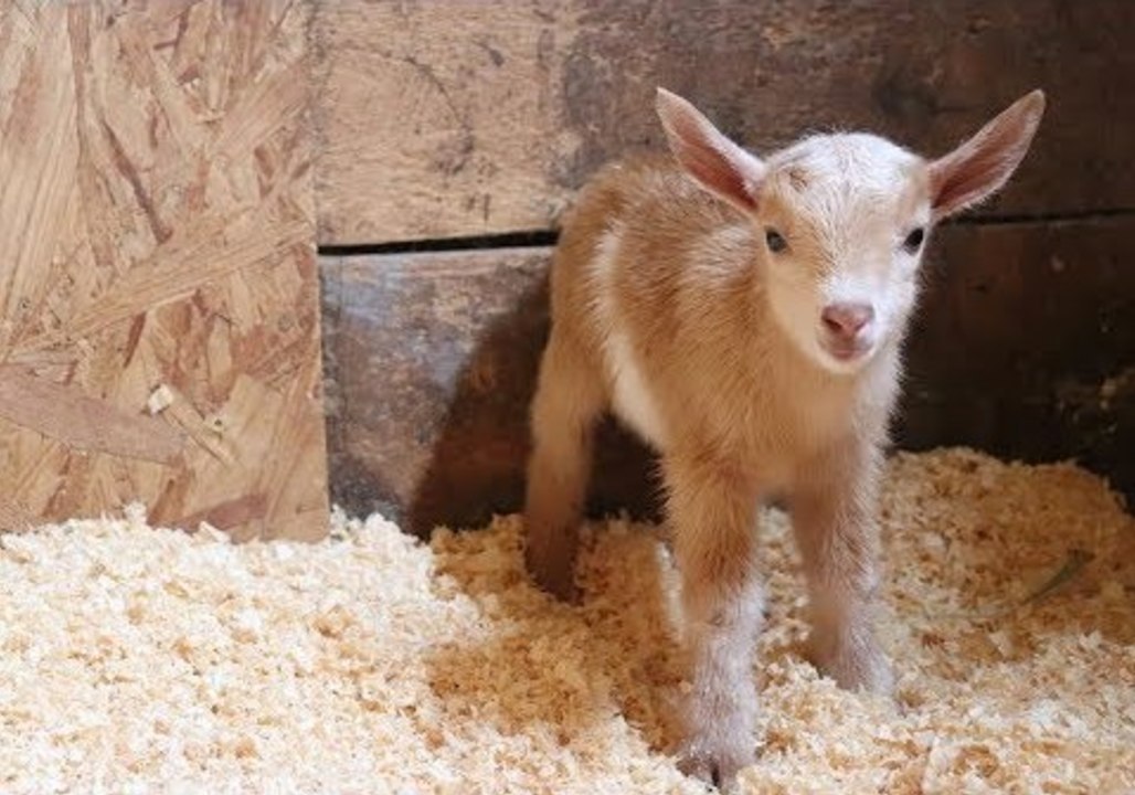 Newborn Goat Makes Friends With Farm Kittens