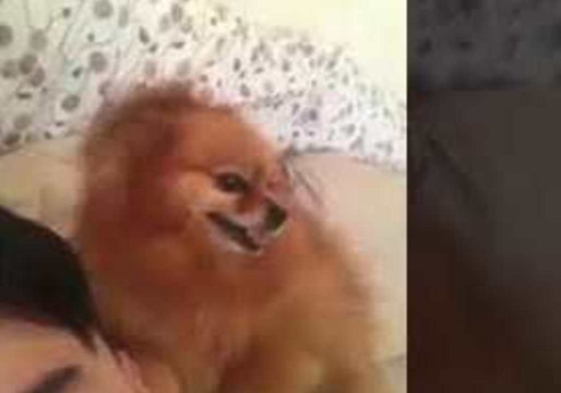 Cute Dog Is Fixated With Scratching Her Owner's Ear