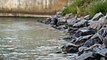 SUNP0030. CAN YOU SPOT THE GREAT CANADIAN BEAVER. VIDEO THIS ONE WHEN FISHING NO FISH BUT THE BEAVER WAS THERE PART ONE.DICKSON DAM ALBERTA.