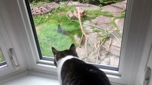Curious cat really wants to chase that squirrel