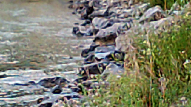 SUNP0031. CAN YOU SPOT THE GREAT CANADIAN BEAVER PART TWO. DON'T GET CLOSE TO THESE ANIMALS THEY CAN BE VERY DANGEROUS.