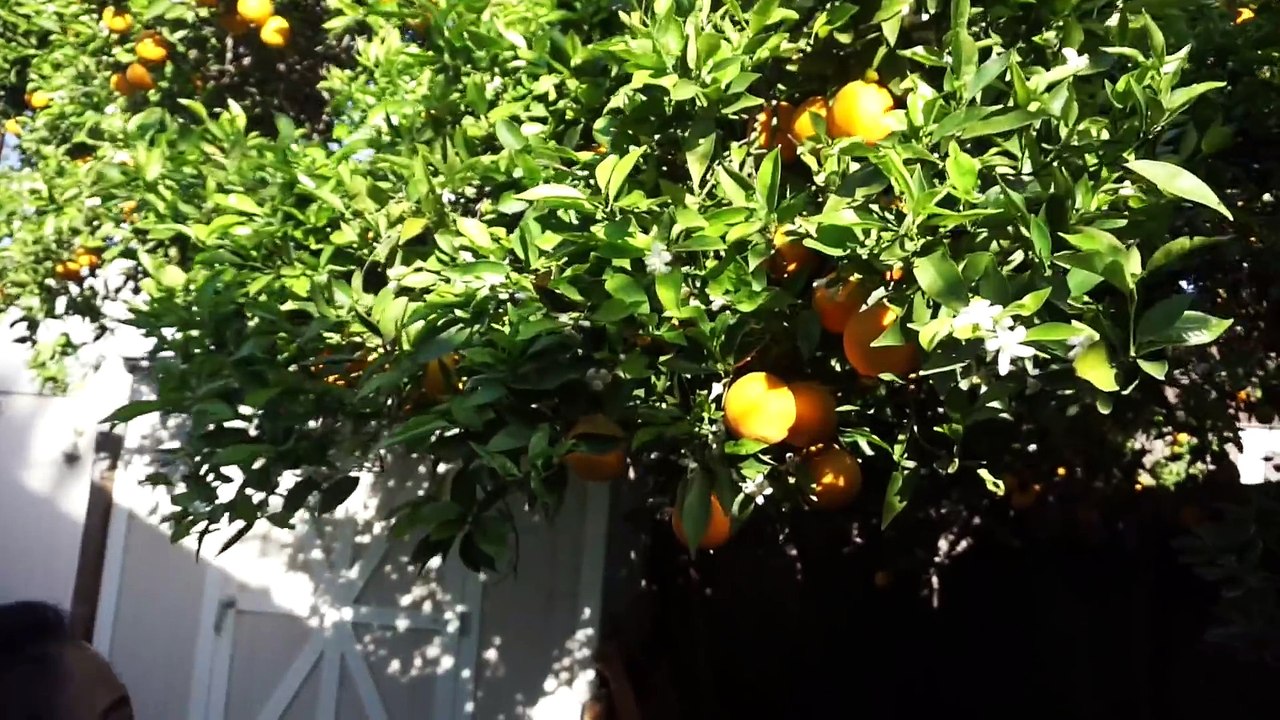 KISSING, DATING, FIGHTING, AND MORE!!   David Dobrik