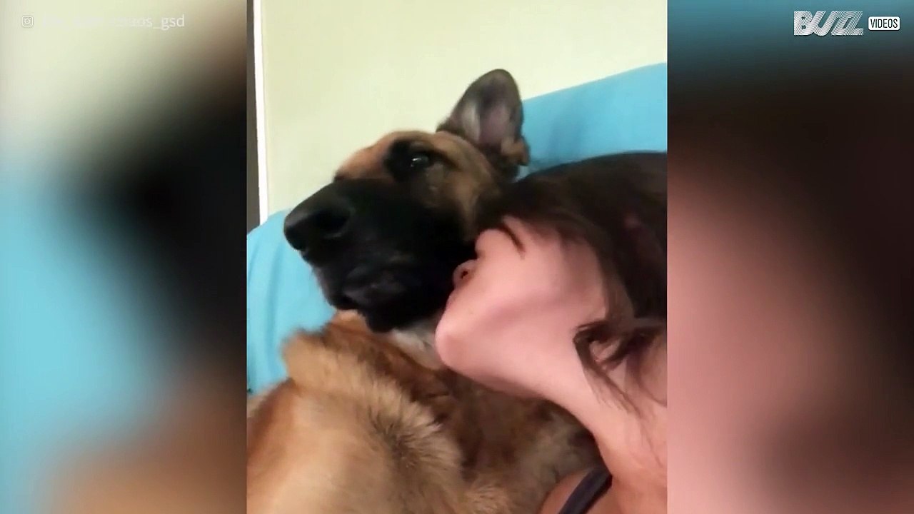 German shepherd dodges owner's kisses