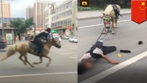 ネットで人気者になりたかった男性 道路を馬で走り転倒 - トモニュース