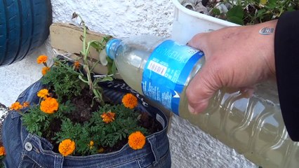 Ordu'da ilginç saksılar evlerin önünü süslüyor