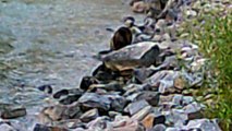 SUNP0033 CAN YOU SPOT THE GREAT CANADIAN BEAVER PART 4. NO THEY DON'T CUDDLE THEY TEAR YOU APART WITH THERE TEETH.DICKSON DAM, RED DEER RIVER, GLENIFER LAKE. WILD ANIMALS.