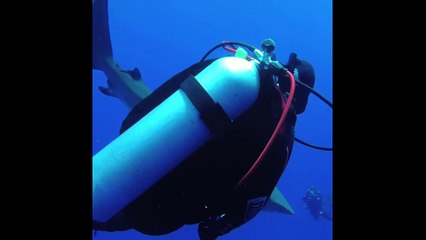 Fearless diver removes hook from endangered shark's mouth