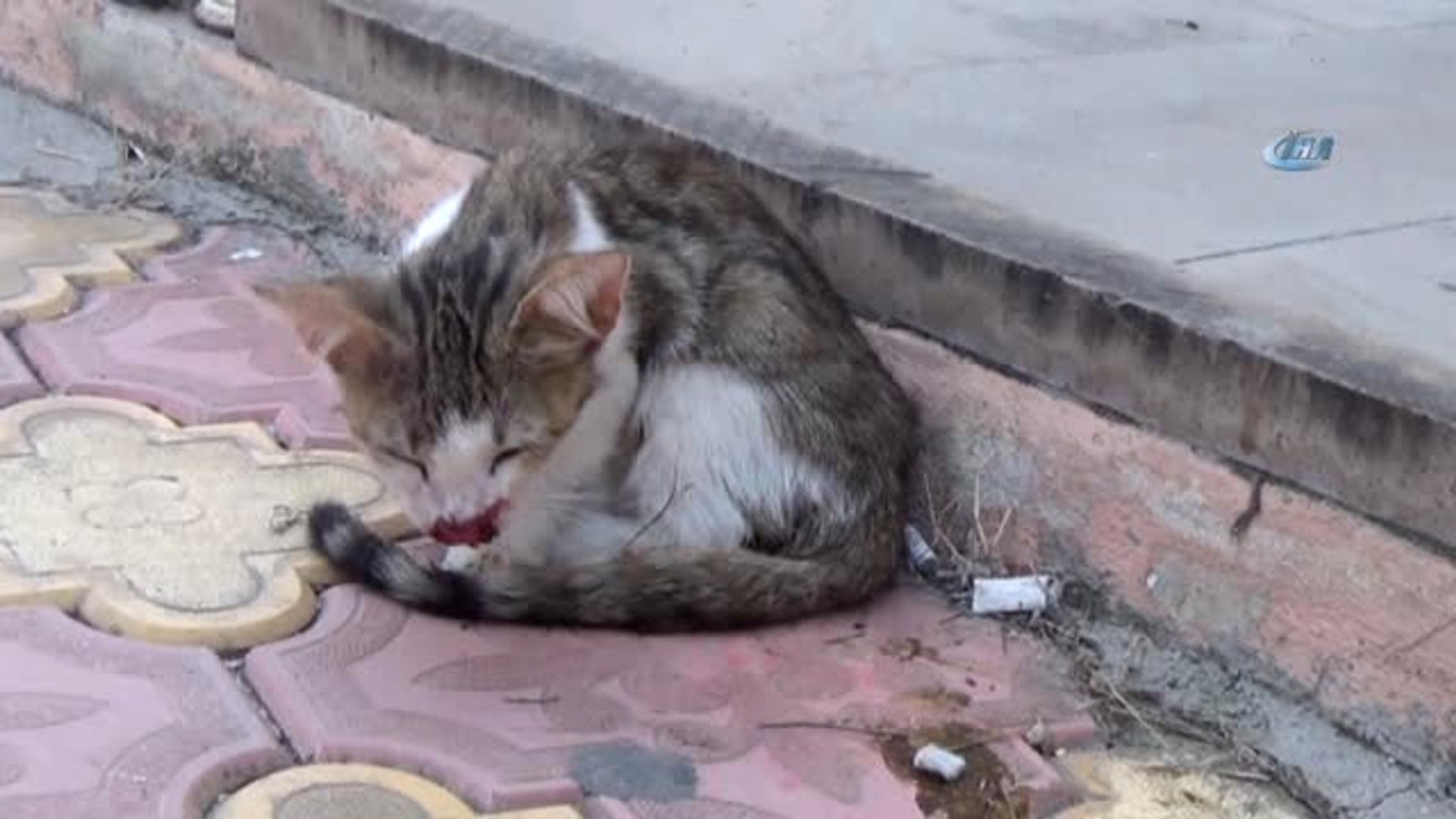 Otomobilin Çarptığı Yavru Kedinin Başından Bir An Olsun Ayrılmadı -  Dailymotion Video