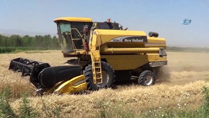 Doğunun Çukurova'sında buğday hasadı başladı