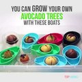 Here's how to grow your own avocados at home! #sponsored by AvoSeedo - Grow your own Avocado TreePurchase here:  Learn More: