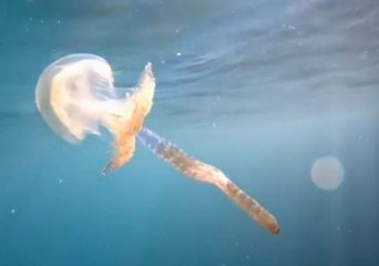Tiny Squid Leads Diver to Mesmerising Haeckel's Jellyfish