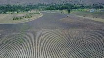 Türkiye'nin En Büyük Lavanta Bahçesinde Hasat Zamanı... Lavanta Bahçesi Havadan Görüntülendi