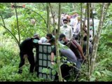 Detik-detik proses pemulangan Orang Utan Sumatera ke Hutan - iNews Malam 18/02